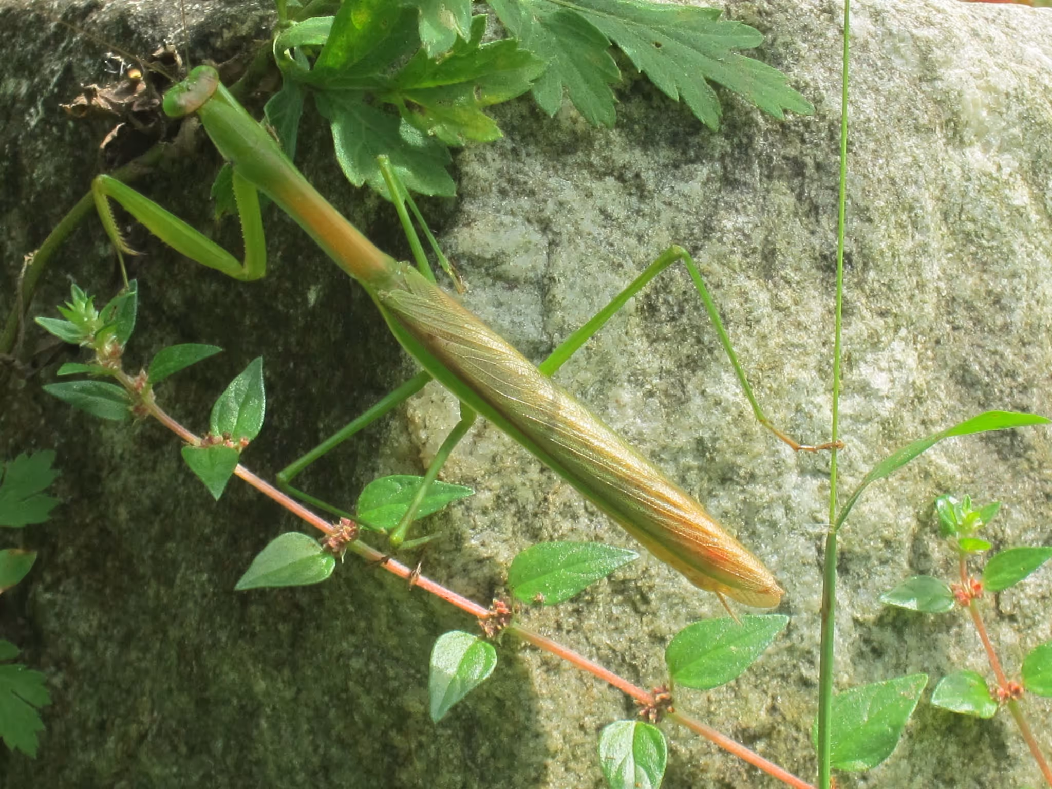 Image 0